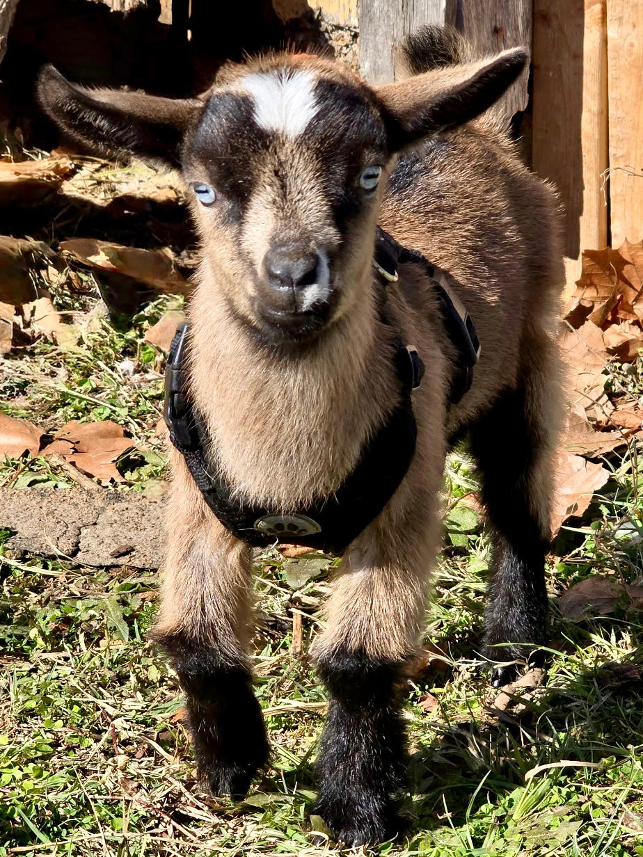 Farm School: Tifton, GA