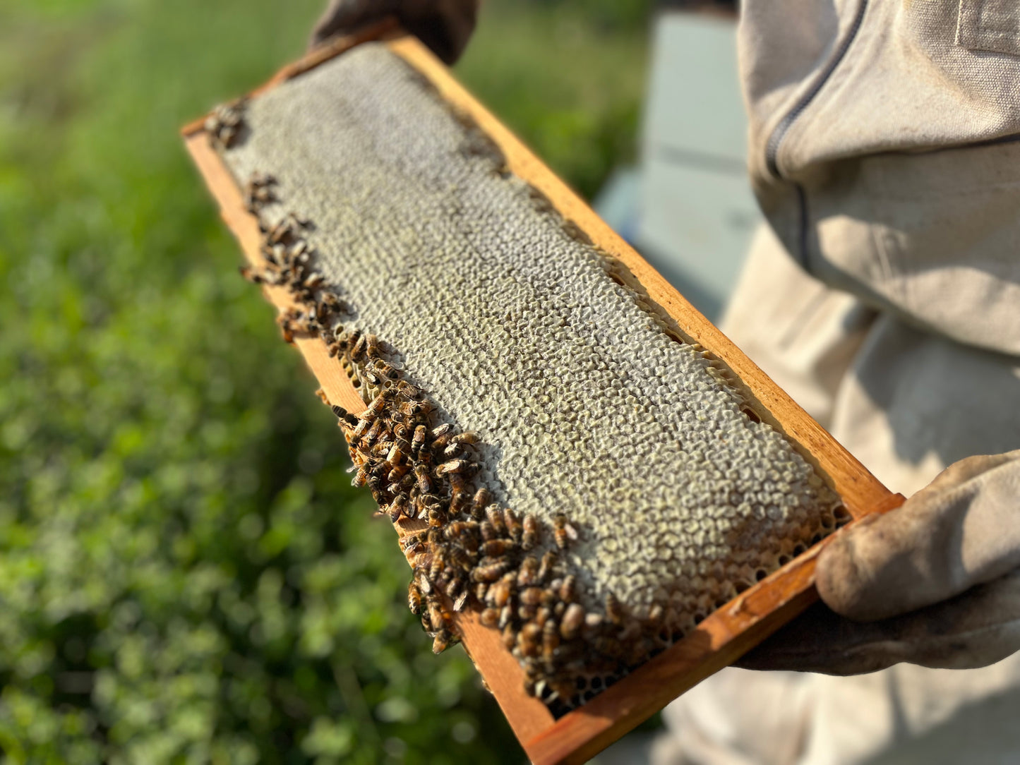 Family Honey Harvest Experience: Local Event Tifton, Georgia