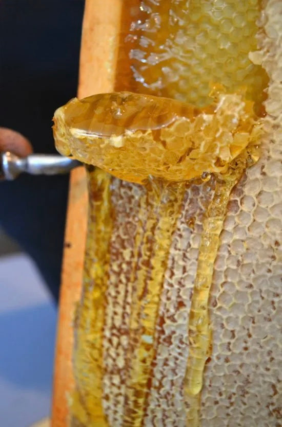 Family Honey Harvest Experience: Local Event Tifton, Georgia