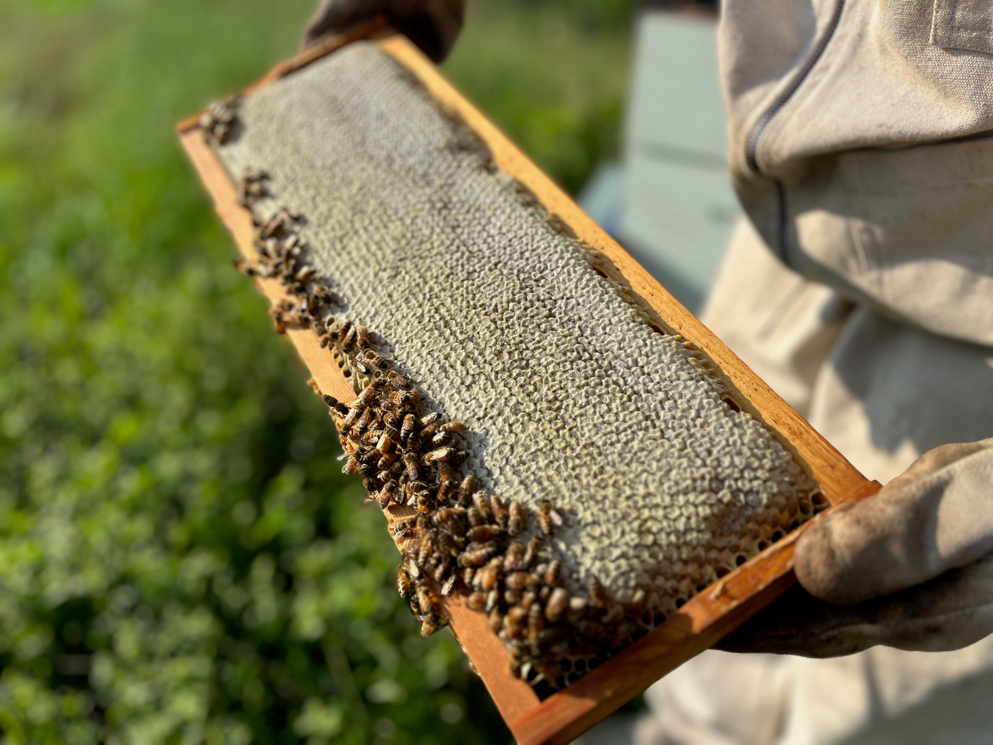 Project Home to Hive - Save the Bees