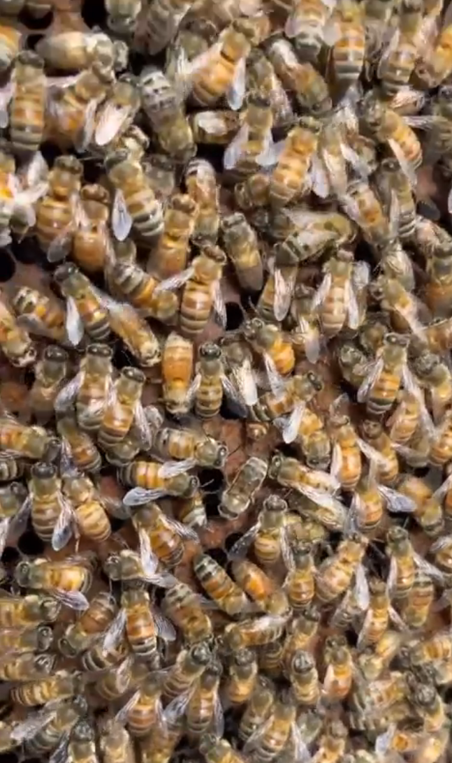 Beekeeping Basics Workshop-IN PERSON TIFTON, GEORGIA