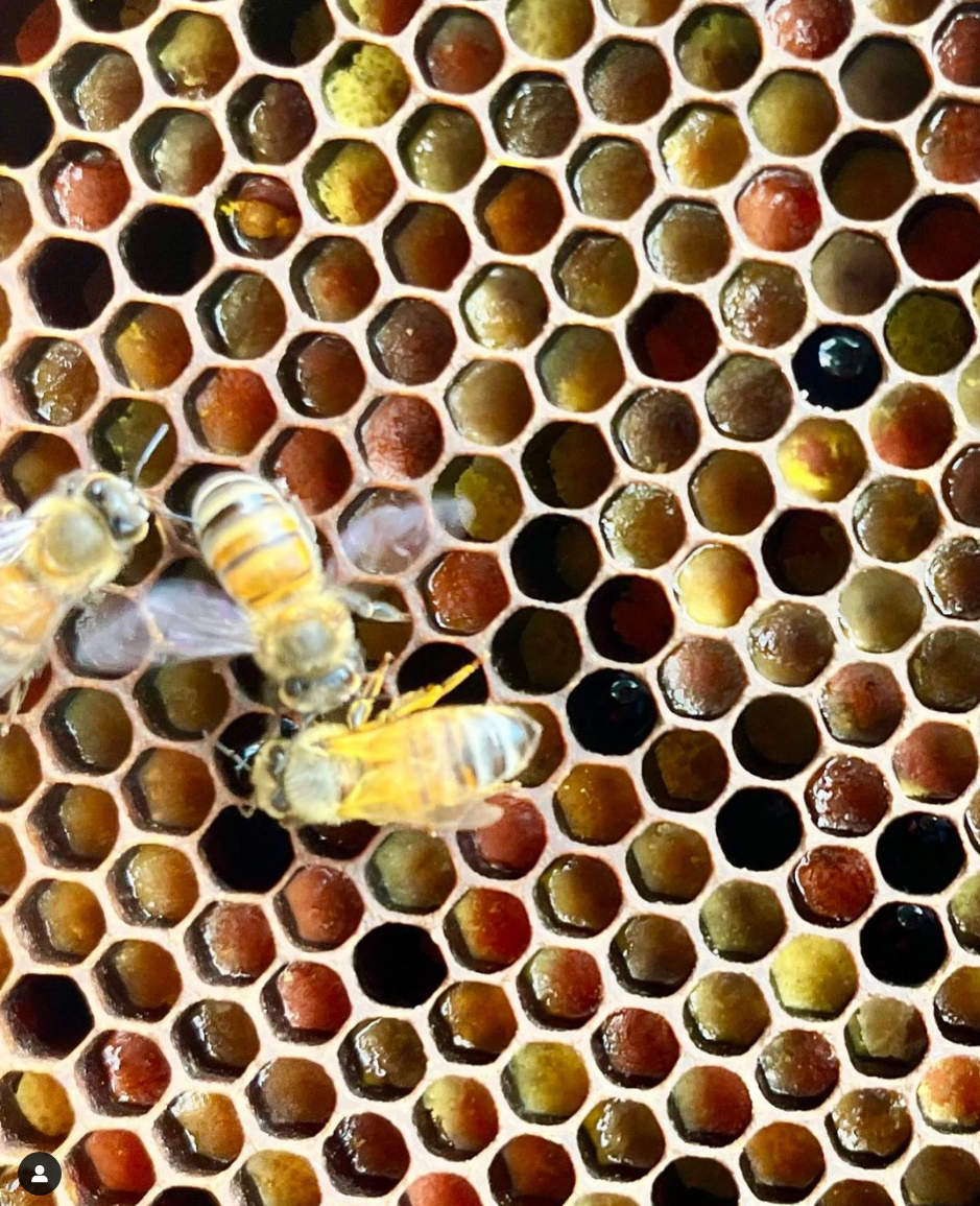 Beekeeping Basics Workshop-IN PERSON TIFTON, GEORGIA
