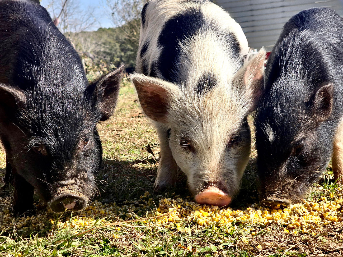 Farm School: Tifton, GA